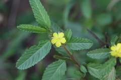 Corchorus trilocularis
